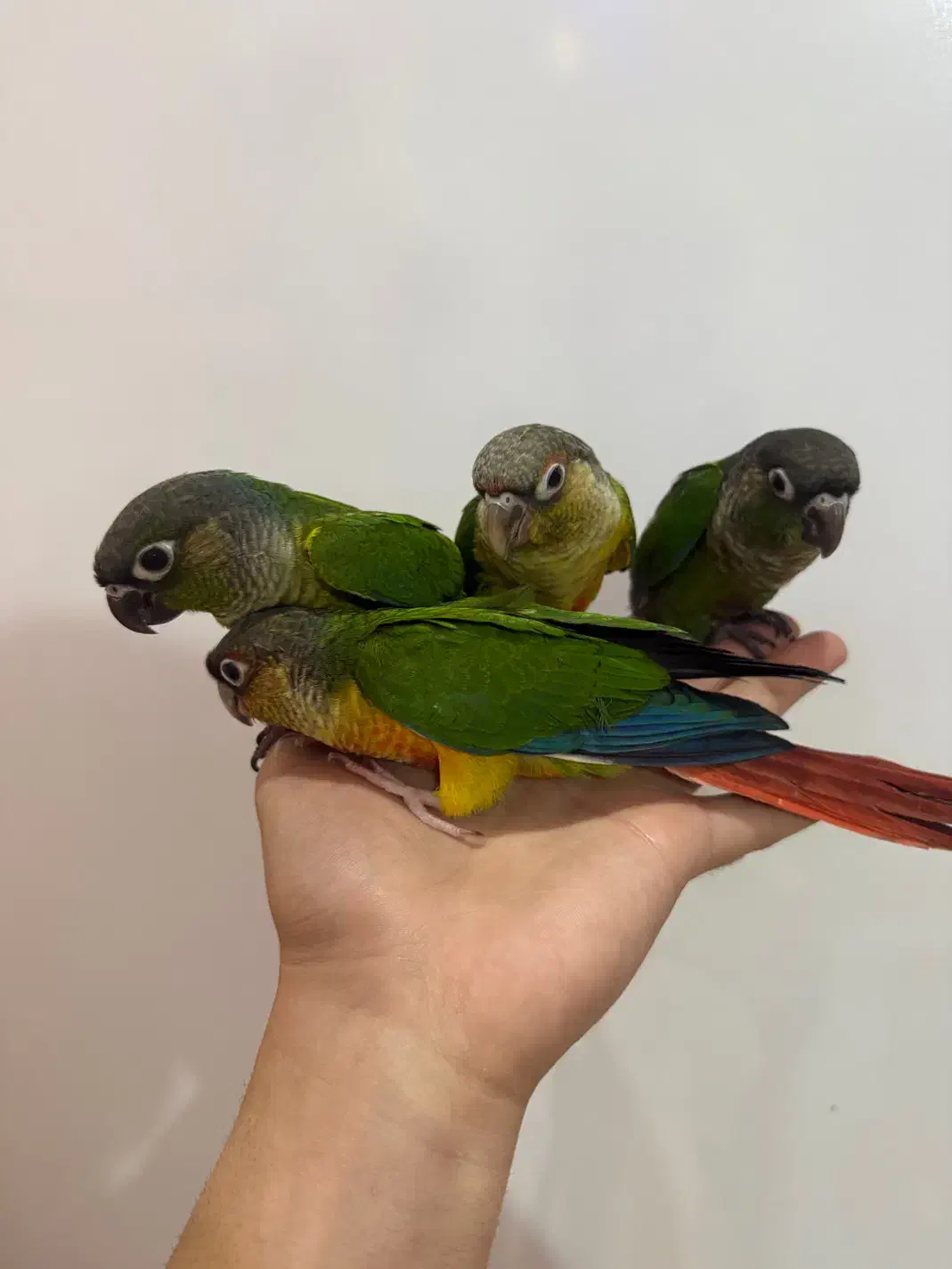 سه عدد جوجه گرینچیک رام دونه خور|پرنده|بندر انزلی, معلم|دیوار