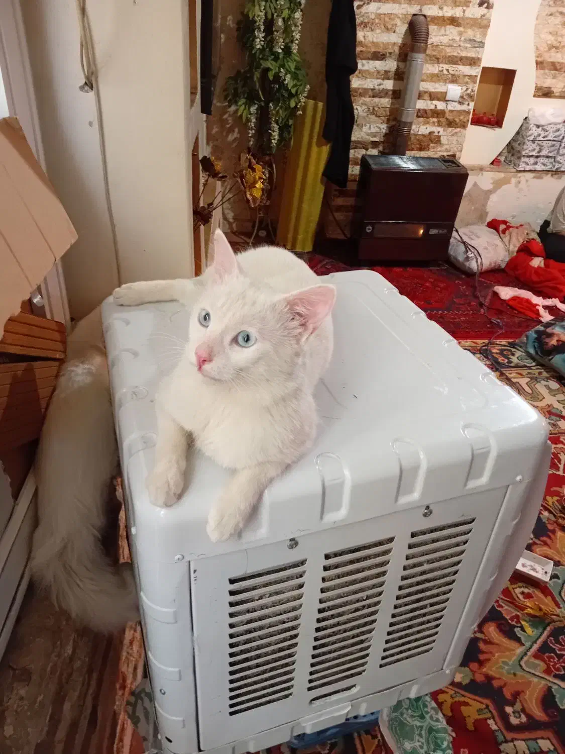 گربه پرشین آنکارا نر|گربه|تبریز, |دیوار