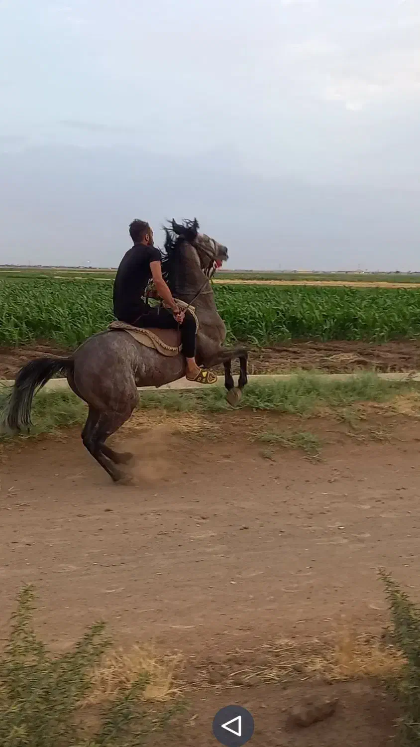 نریان کرد|اسب و تجهیزات اسب‌سواری|الوند, |دیوار