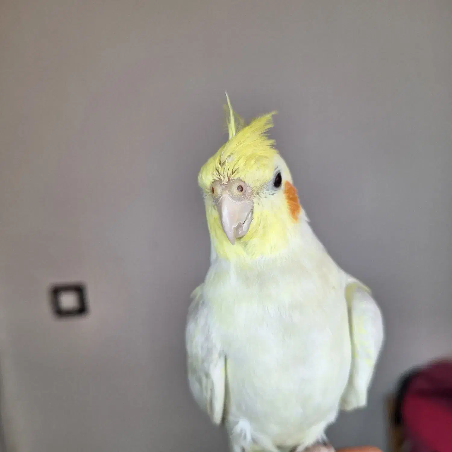 عروس هلندی 8 ماه|پرنده|فردیس, شهرک ناز|دیوار