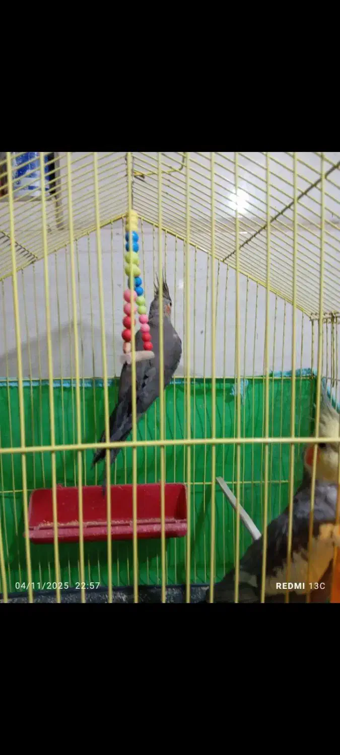 جفت عروس هلندی|پرنده|آبدانان, |دیوار