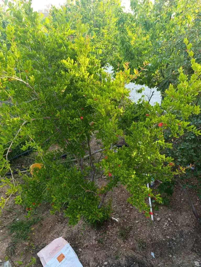 زمین مسکونی|فروش زمین و ملک کلنگی|همایجان, |دیوار