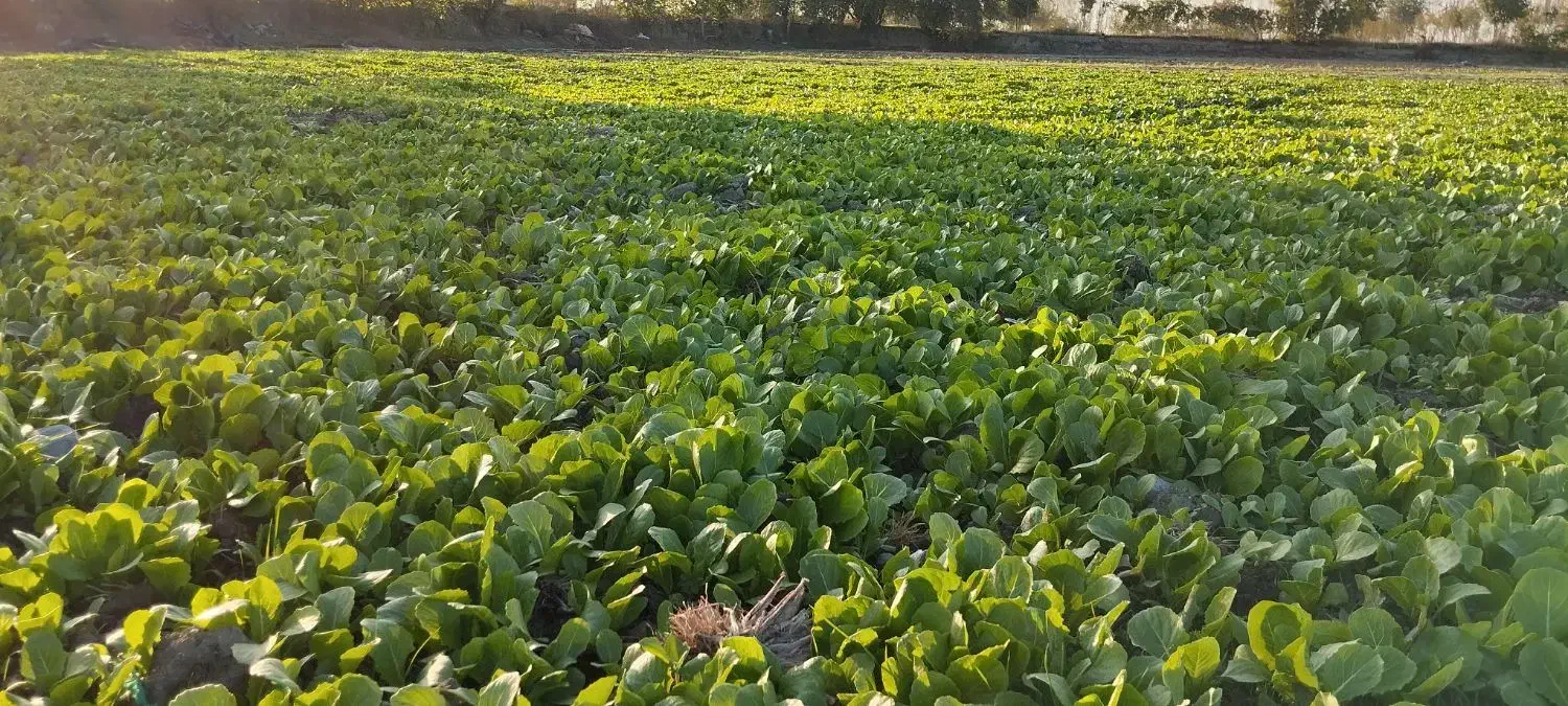 نهال کاهو|خدمات باغبانی و درختکاری|سرخنکلاته, |دیوار