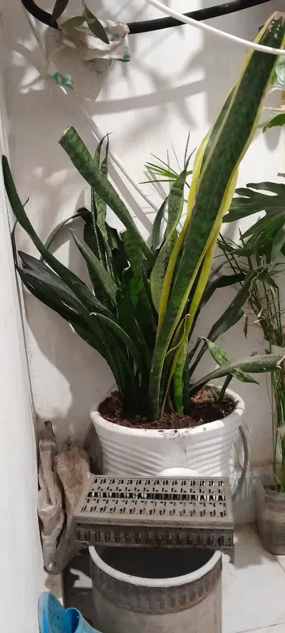 گل آپارتمان|گل و گیاه طبیعی|گلبهار, شهر جدید گلبهار|دیوار