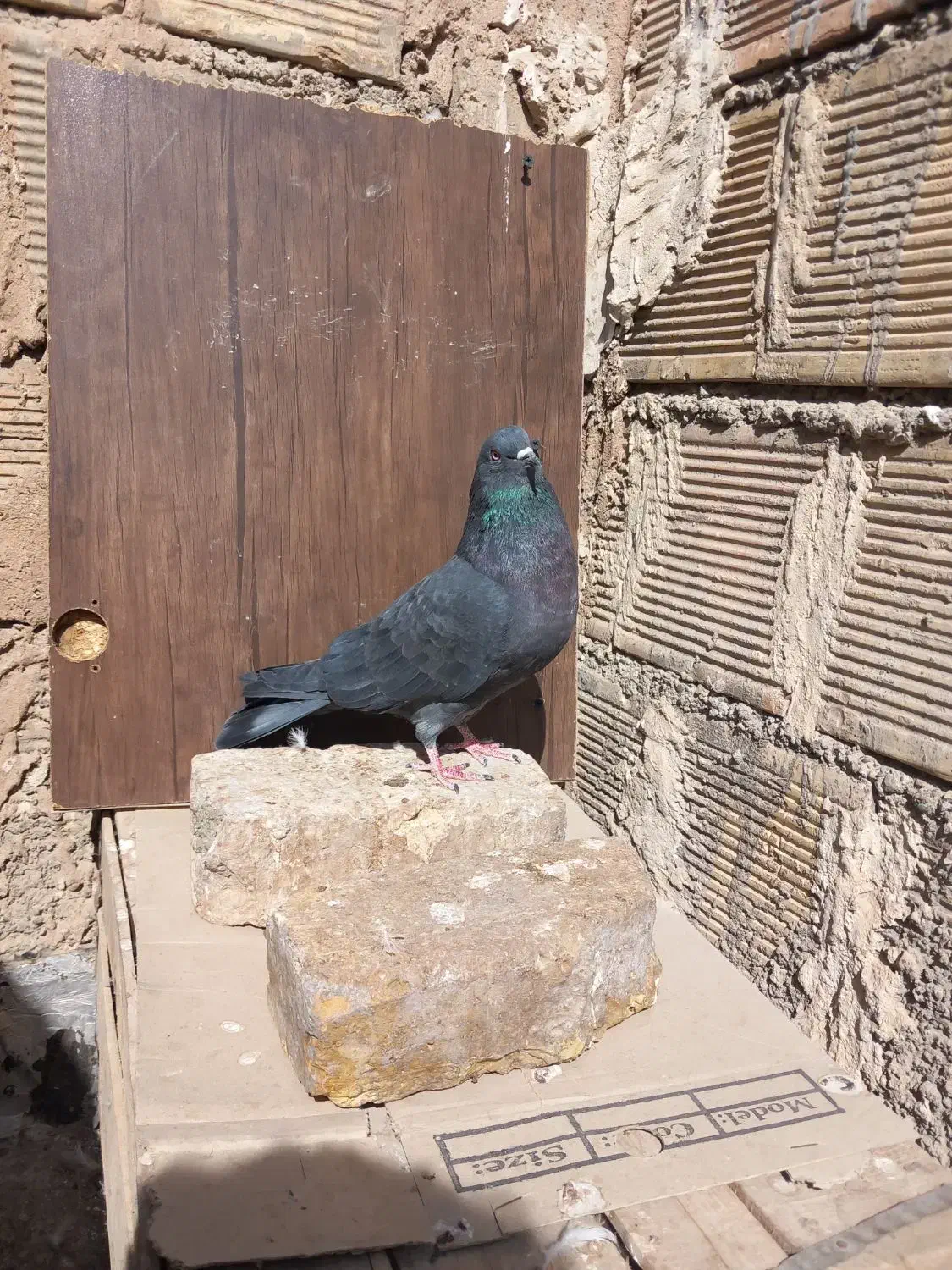 کبوتر ساعت سنگین به ضمانت .|پرنده|اصفهان, حصه جنوبی|دیوار