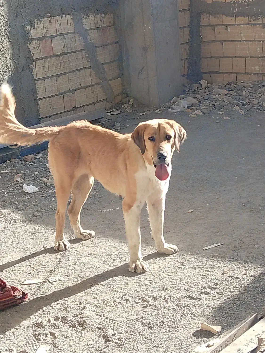 معاوضه ماده عراقی با توله سرابی یا عراقی|سگ|بهارستان, |دیوار