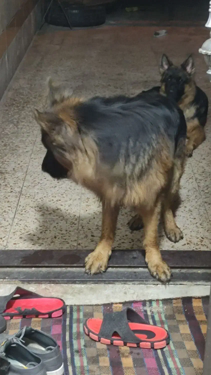 سگ ژرمن شیپر شولاین|سگ|اهواز, منبع اب|دیوار