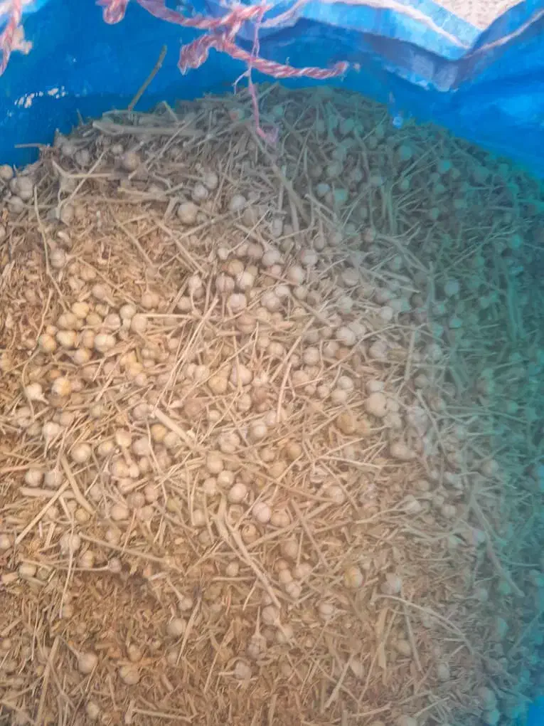 اسفند تازه|گل و گیاه طبیعی|فیروزآباد (فارس), |دیوار