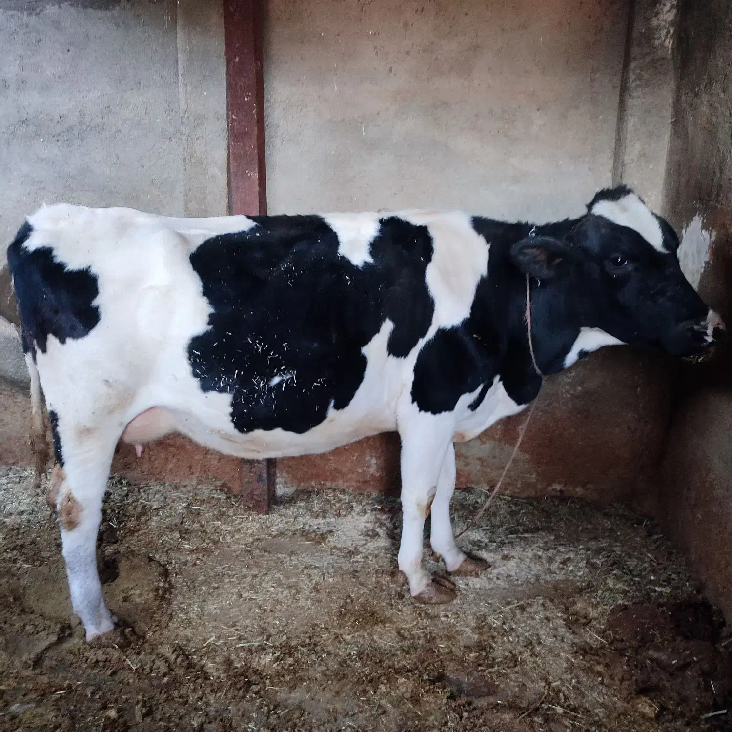 گاو هلشتاین|حیوانات مزرعه|گل تپه, |دیوار