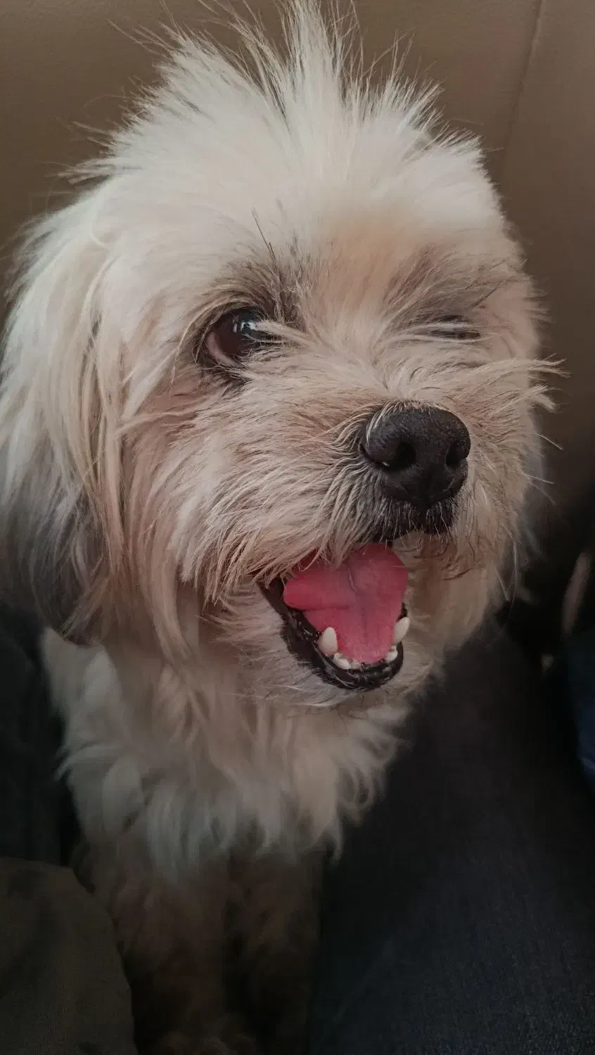 سگ گم شده|حیوانات|اردکان, |دیوار