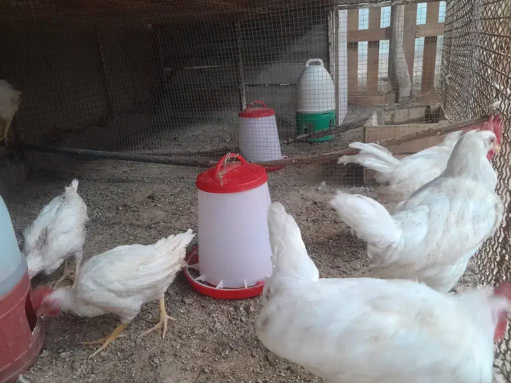 خروس|حیوانات مزرعه|درگهان, |دیوار