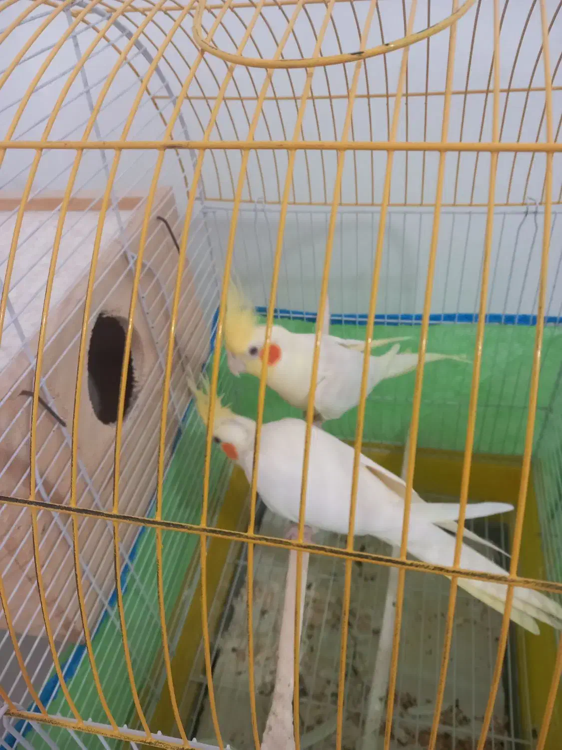 طوطی عروس|پرنده|سیاهکل, |دیوار