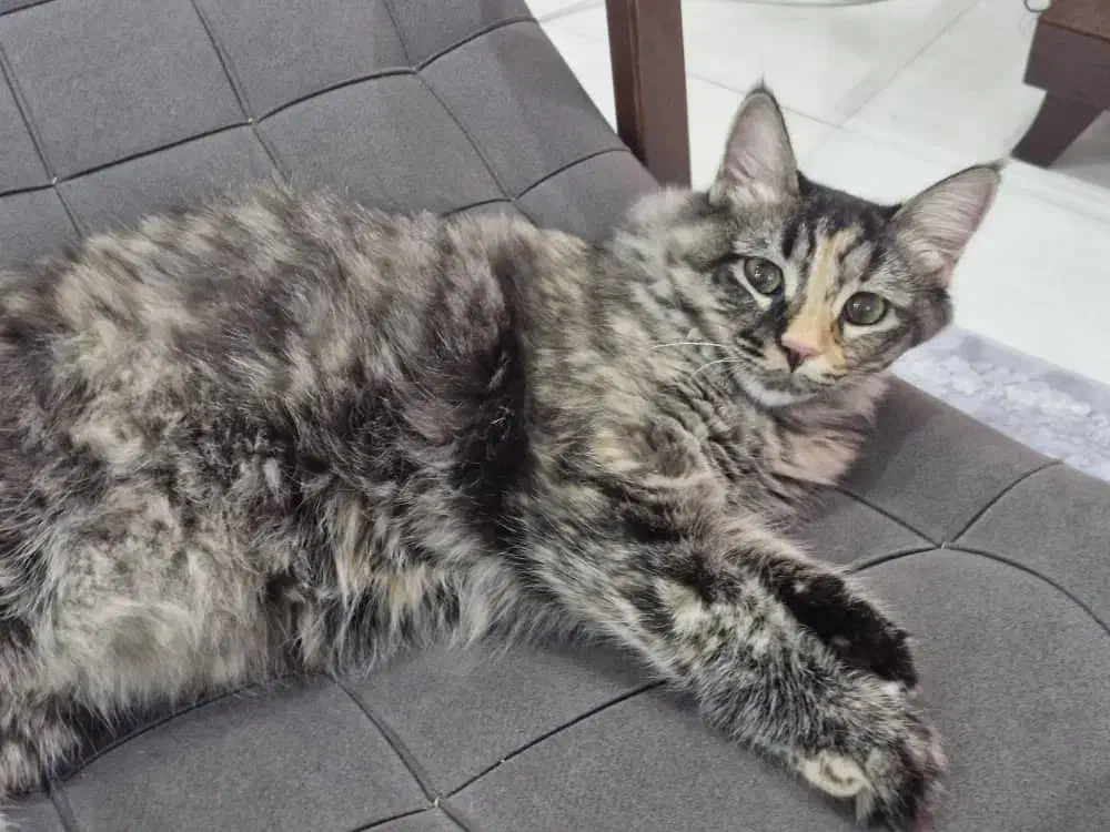 گربه|گربه|شهریار, شهرک امیریه|دیوار