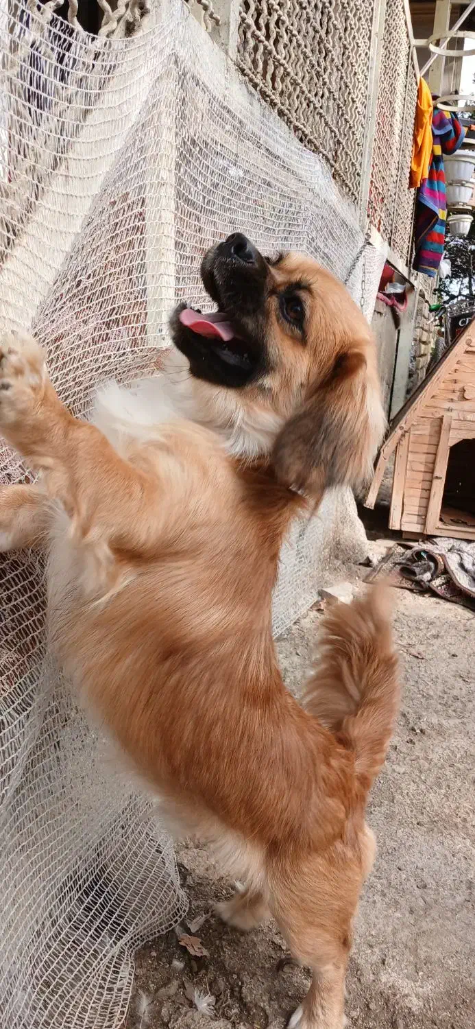 سگ پا کوتاه پیکینیز|سگ|شفت, |دیوار