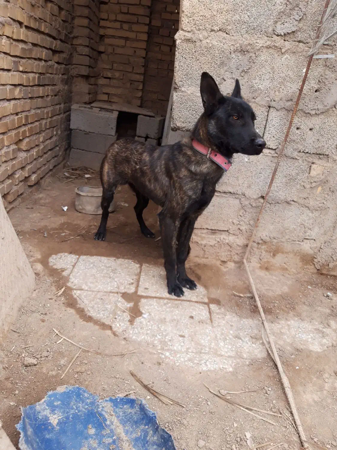 سگ مالینوز|سگ|رفسنجان, |دیوار