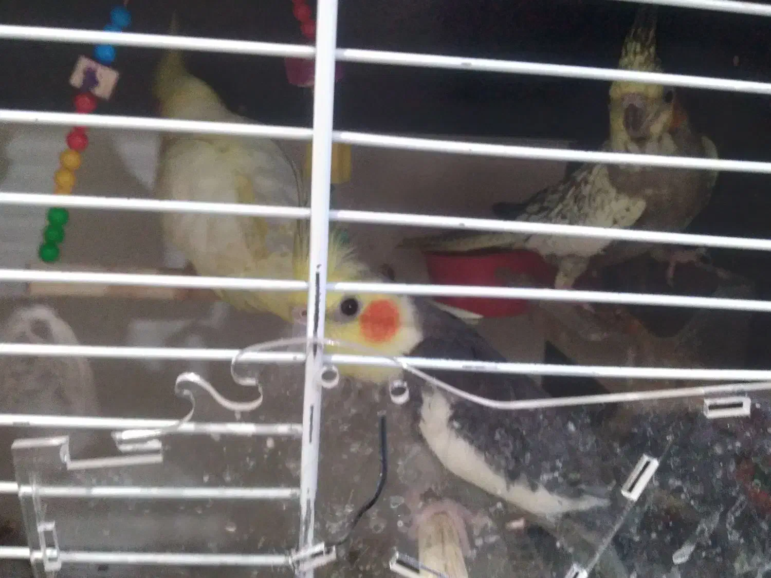 عروس هلندی جفت نر سخنگو|پرنده|پلدختر, |دیوار