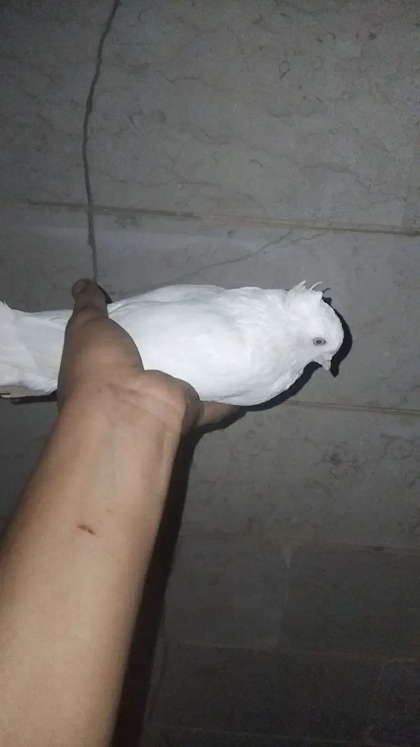 میبد|پرنده|یزد, |دیوار