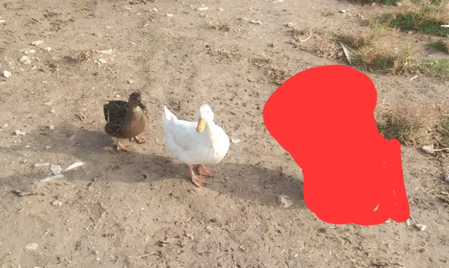 دوتا‌اردک‌ماده‌‌یکیش‌شمالیه‌پروازیه|حیوانات مزرعه|گوآور, |دیوار