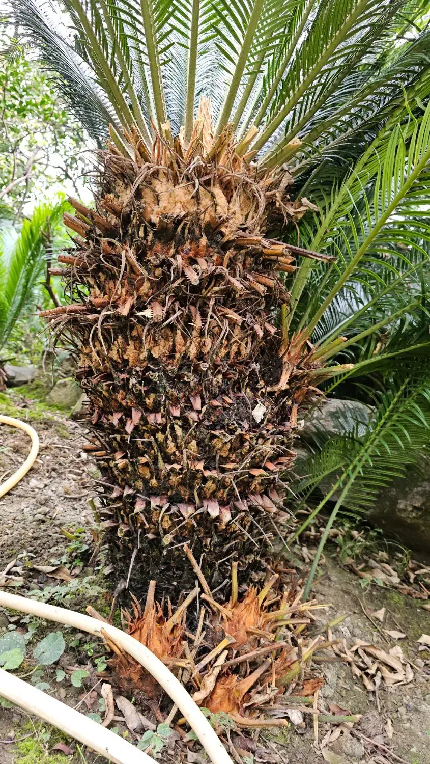 فروش سیکاس رامسر|گل و گیاه طبیعی|رامسر, |دیوار