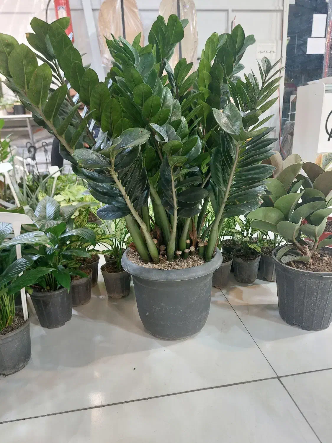 زاموفیلیا سوپر بلک سایز بزرگ|گل و گیاه طبیعی|اصفهان, سپاهانشهر|دیوار