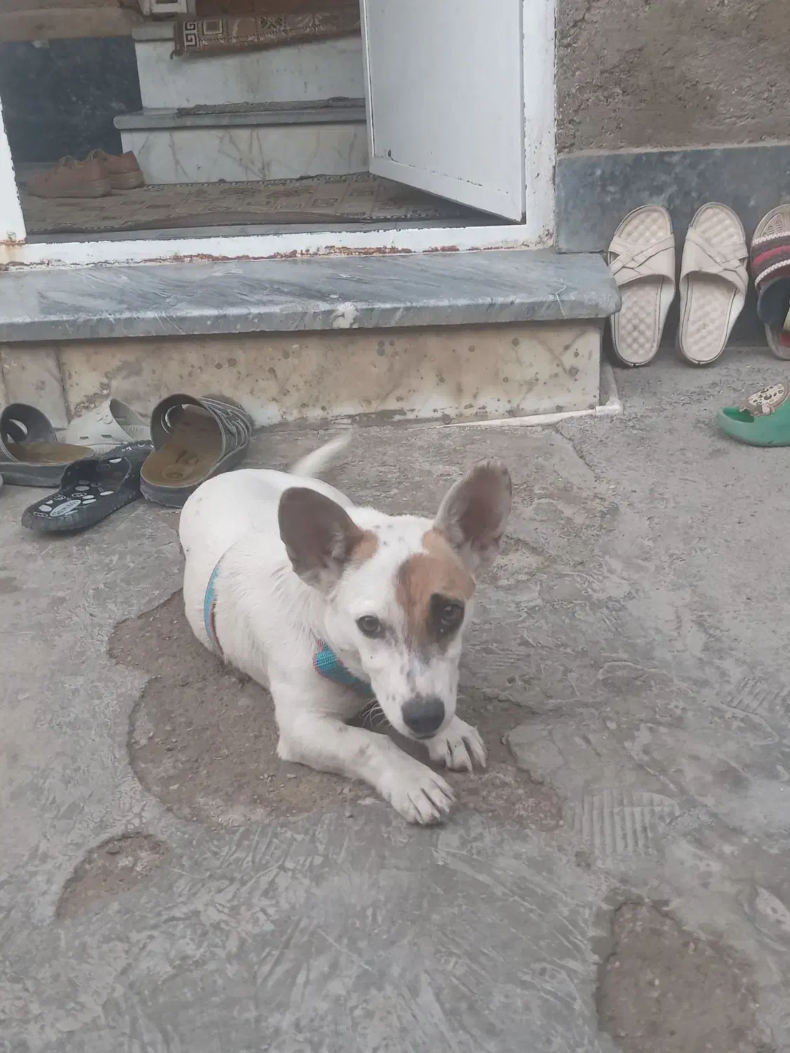 سگ پاکوتاه فروشی|سگ|گنبد کاووس, |دیوار