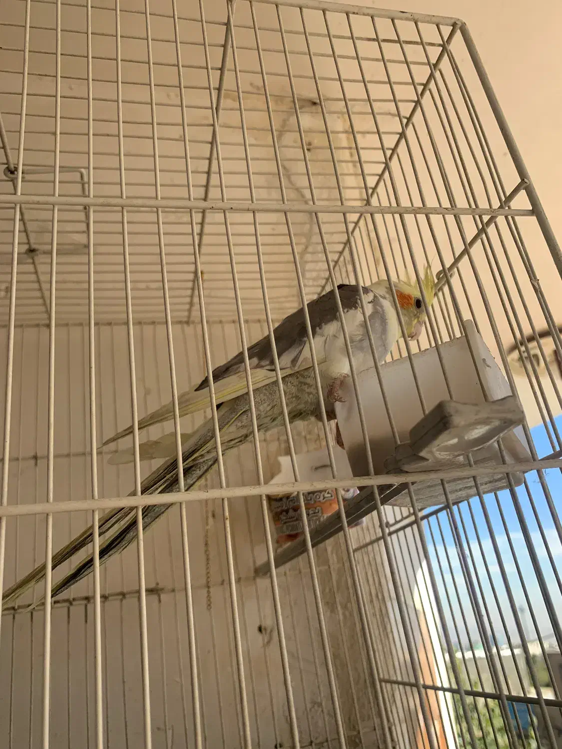 عروس هلندی|پرنده|تهران, مرادآباد|دیوار