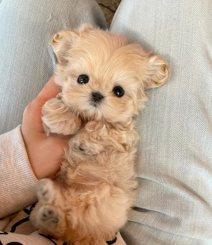 پودل کراس|سگ|تهران, پونک|دیوار