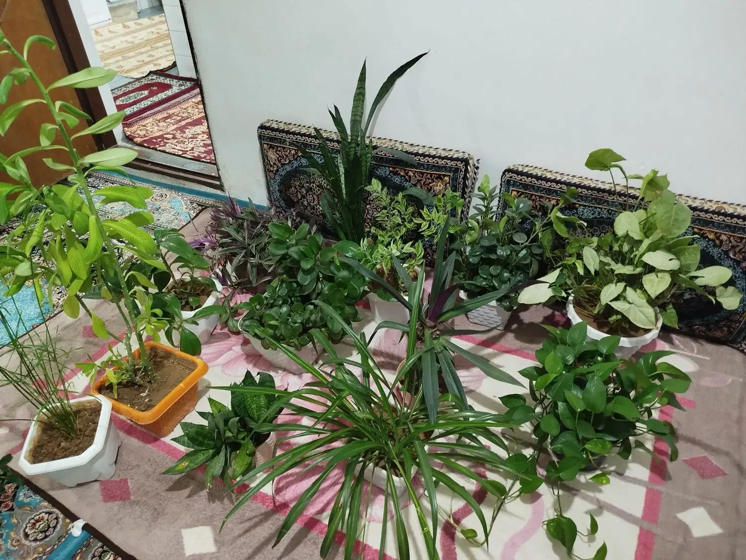 گل وگلدان|گل و گیاه طبیعی|بانه, |دیوار