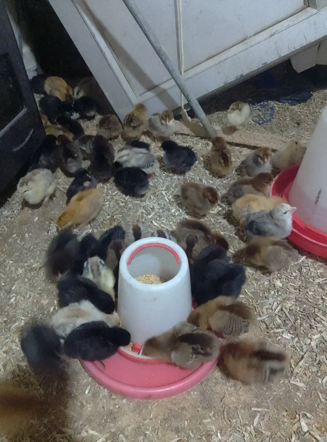 جوجه محلی جوجه بیست روزه|حیوانات مزرعه|کلاچای, |دیوار