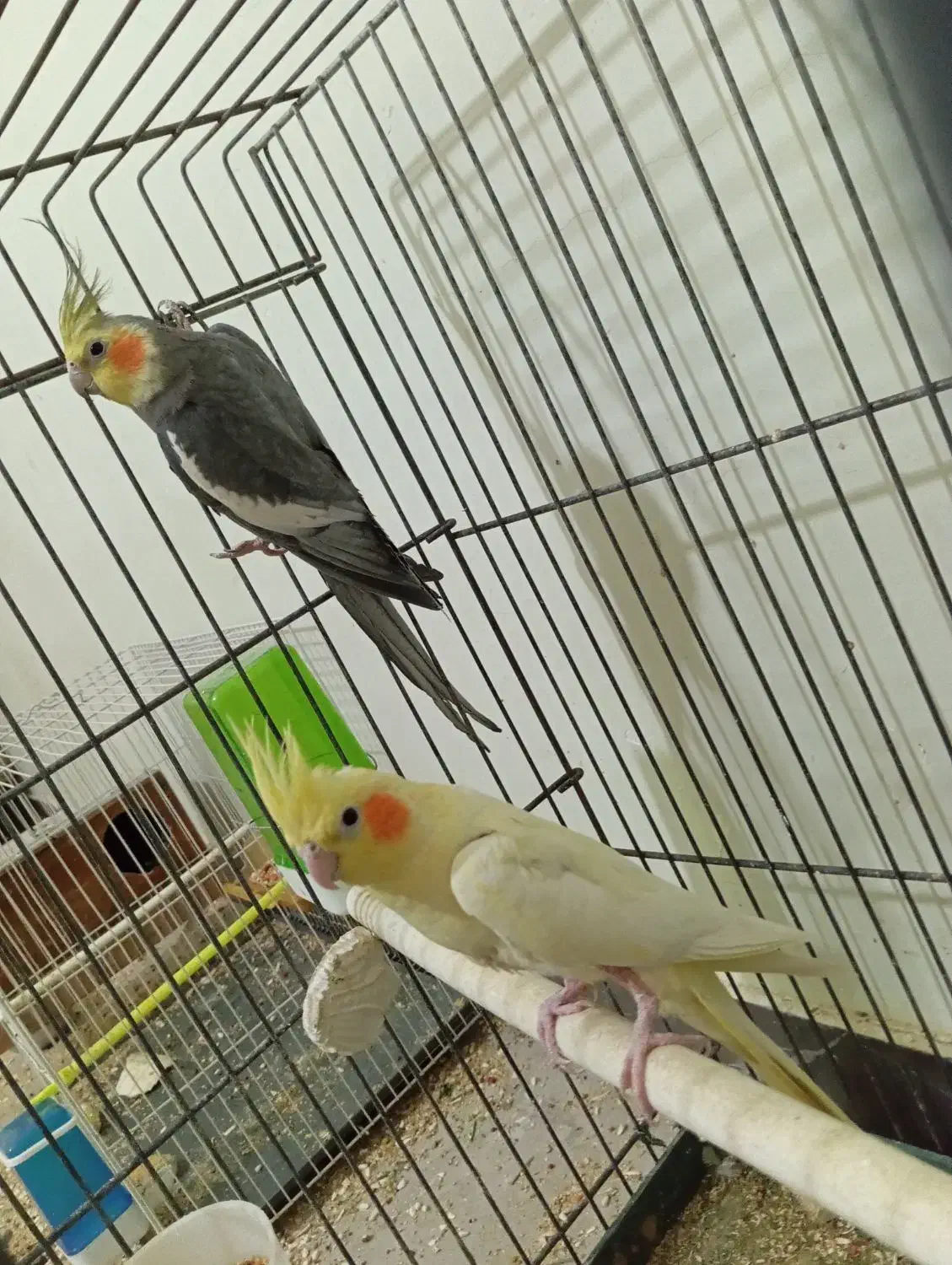 عروس هلندی مولد و‌ تضمینی|پرنده|ایرانشهر, |دیوار