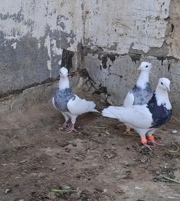 طوقی ماده|پرنده|کارون, |دیوار