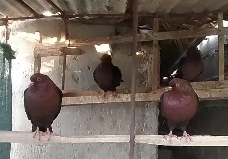 کبوتر ارشینگل|پرنده|برازجان, |دیوار