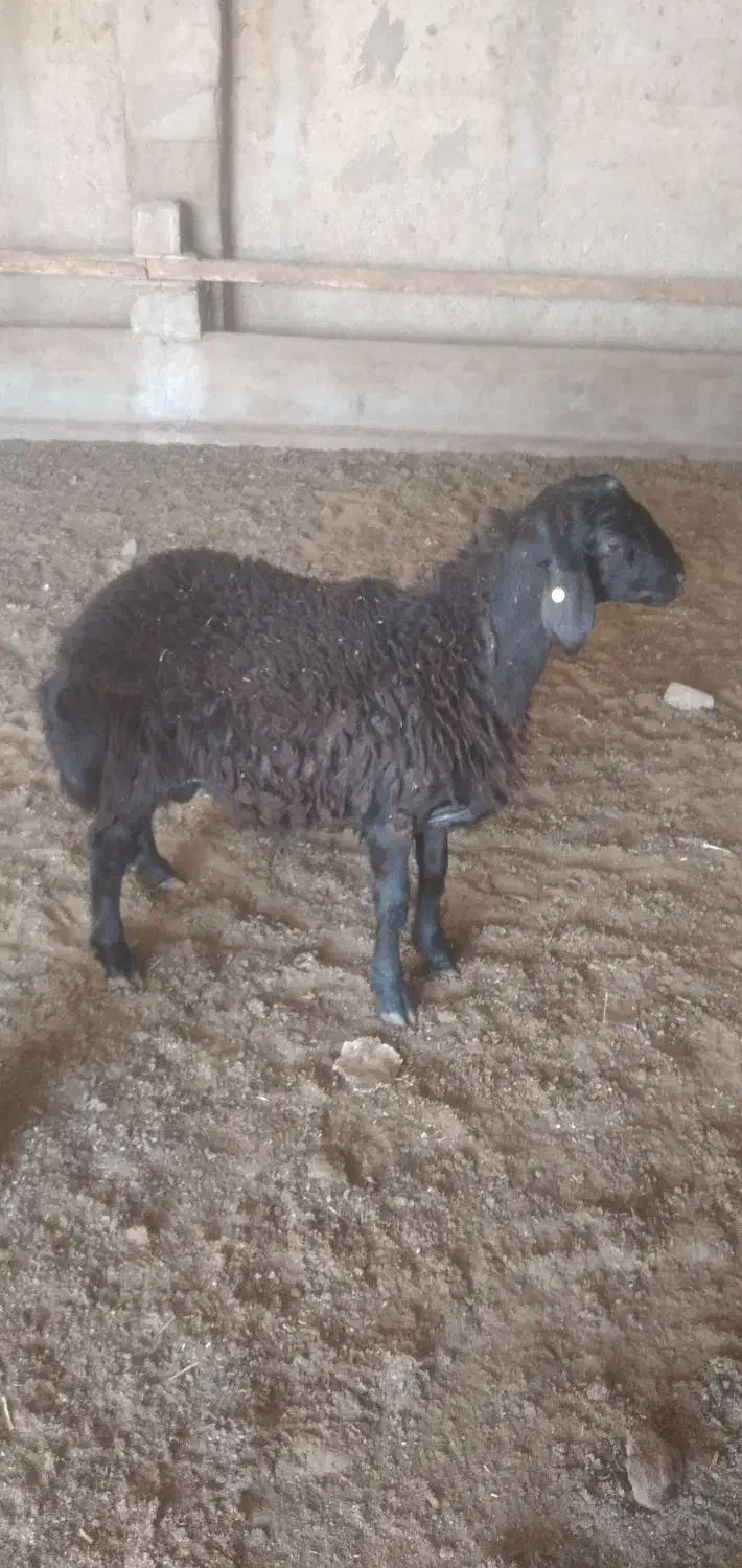 بره قوچ همو|حیوانات مزرعه|عسگران, |دیوار