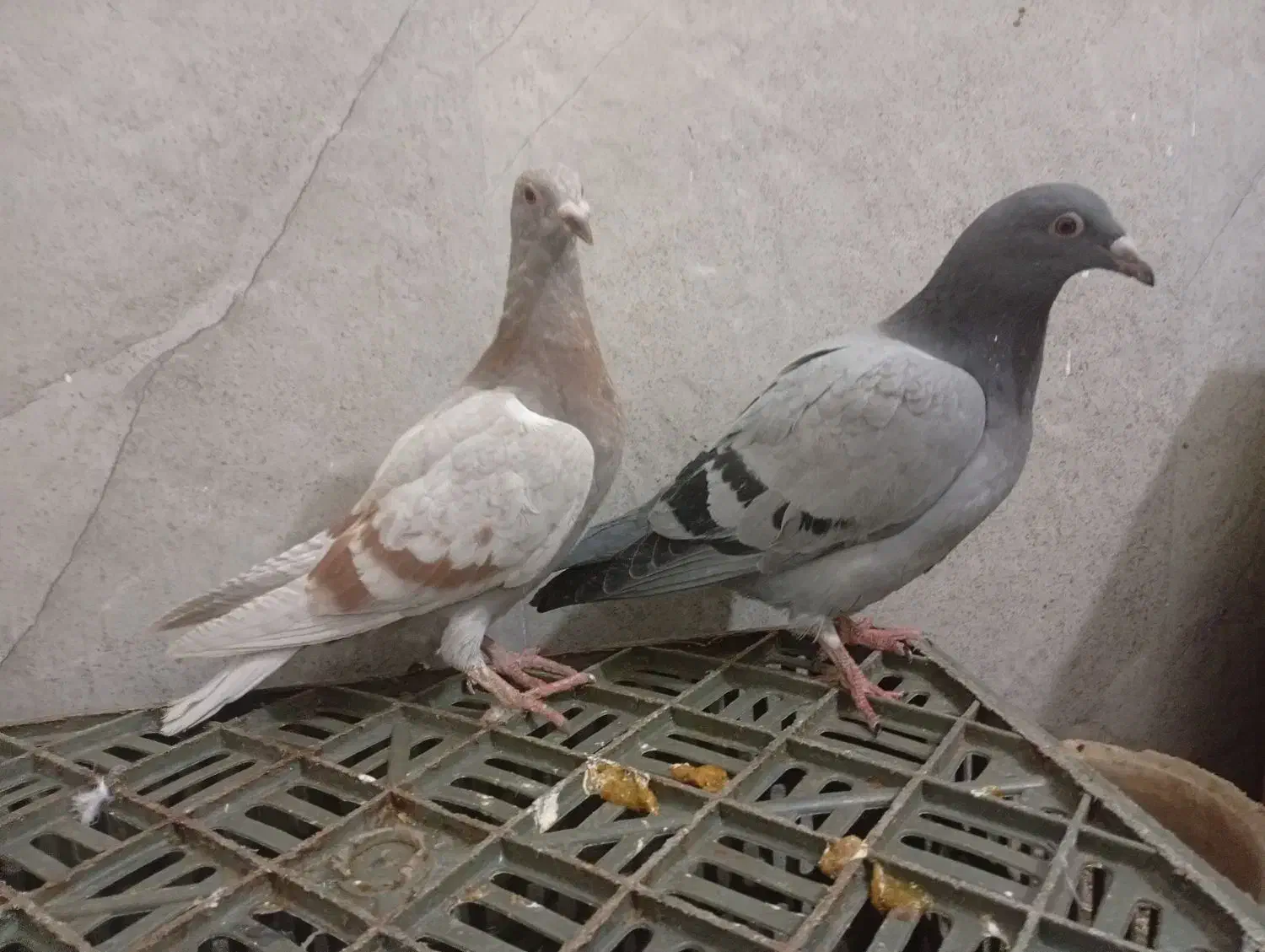 4تا جوجه نر پرشی|پرنده|مشهد, کارمندان دوم|دیوار