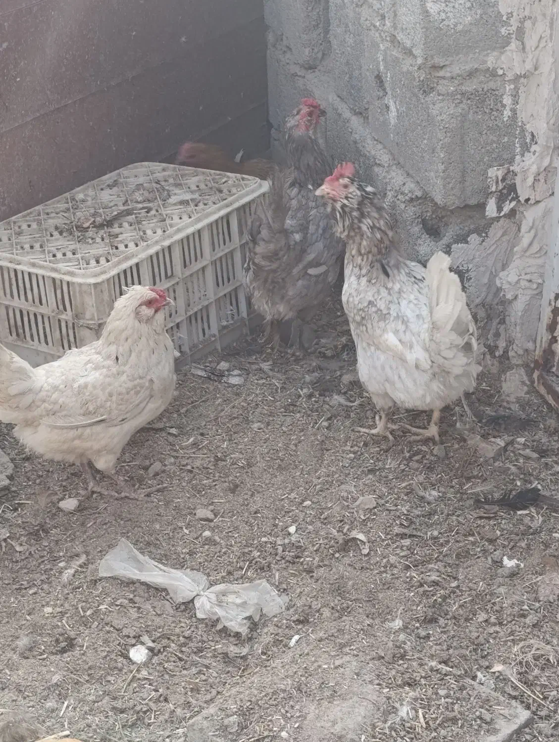 بقلمون .مرغ گلین .طوسی چناران .|حیوانات مزرعه|مشهد, امیریه|دیوار