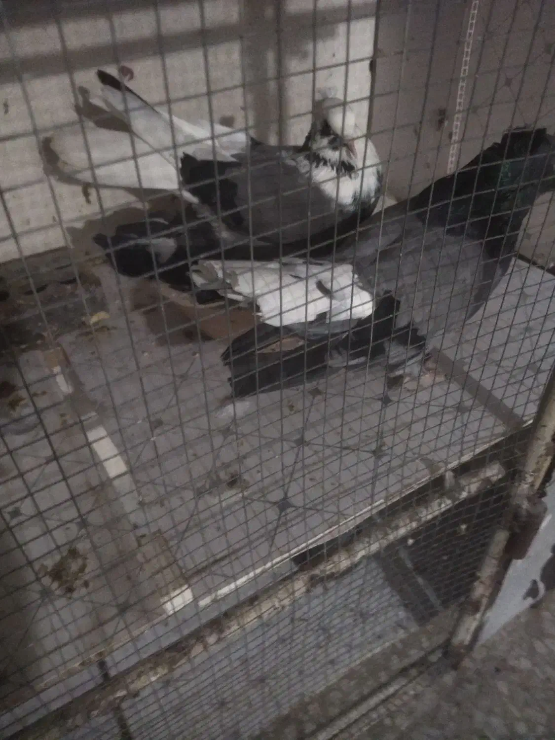 ی جفت کفتر شهر کردی کارداده|پرنده|چمران, |دیوار