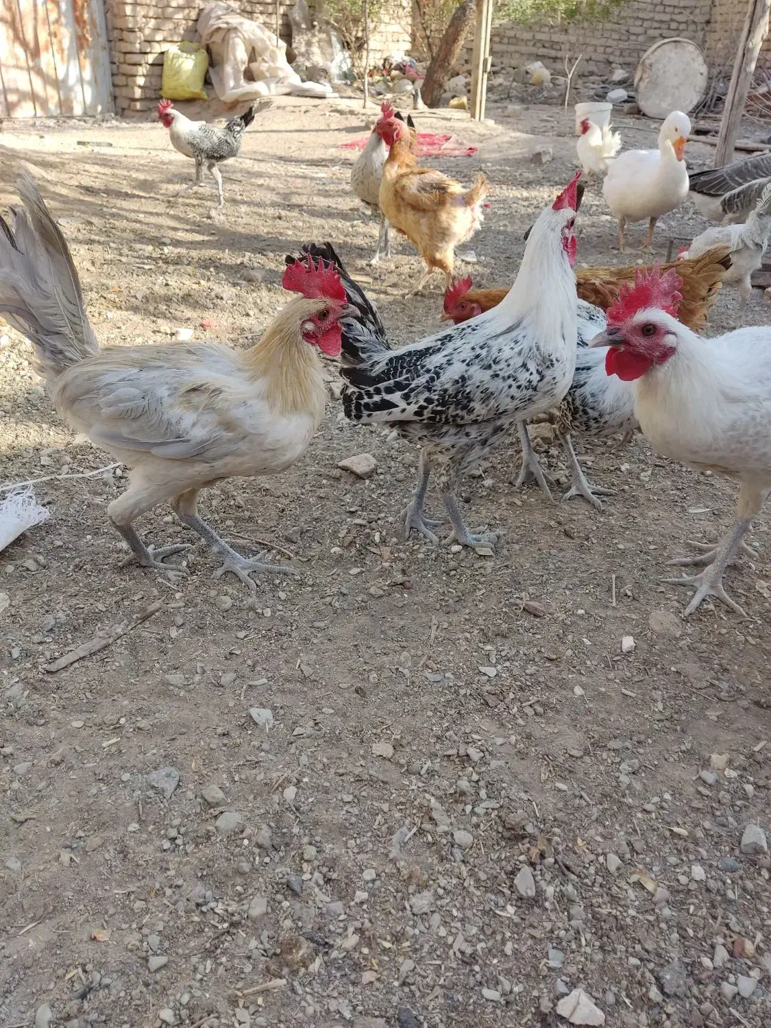 خروس|حیوانات مزرعه|تربتحیدریه, شهید بهشتی|دیوار