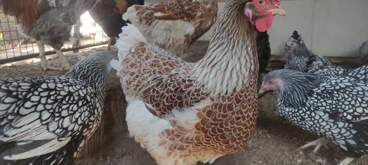 تخم نطفه دار  ویاندوت  گلین  برهما|حیوانات مزرعه|سبزوار, صالح آباد|دیوار