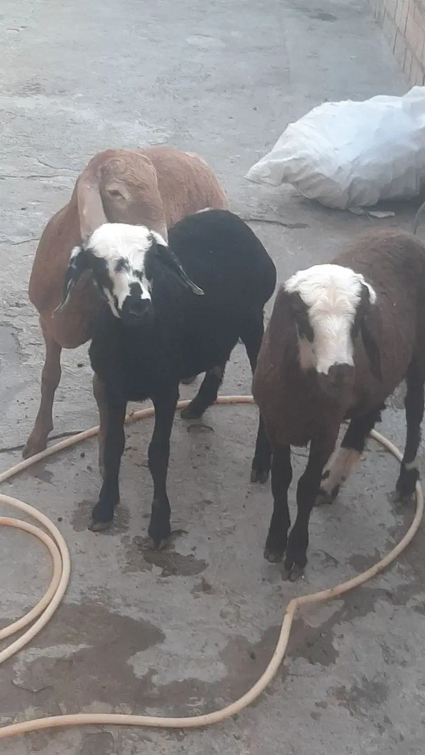 بره ماده|حیوانات مزرعه|خان ببین, |دیوار