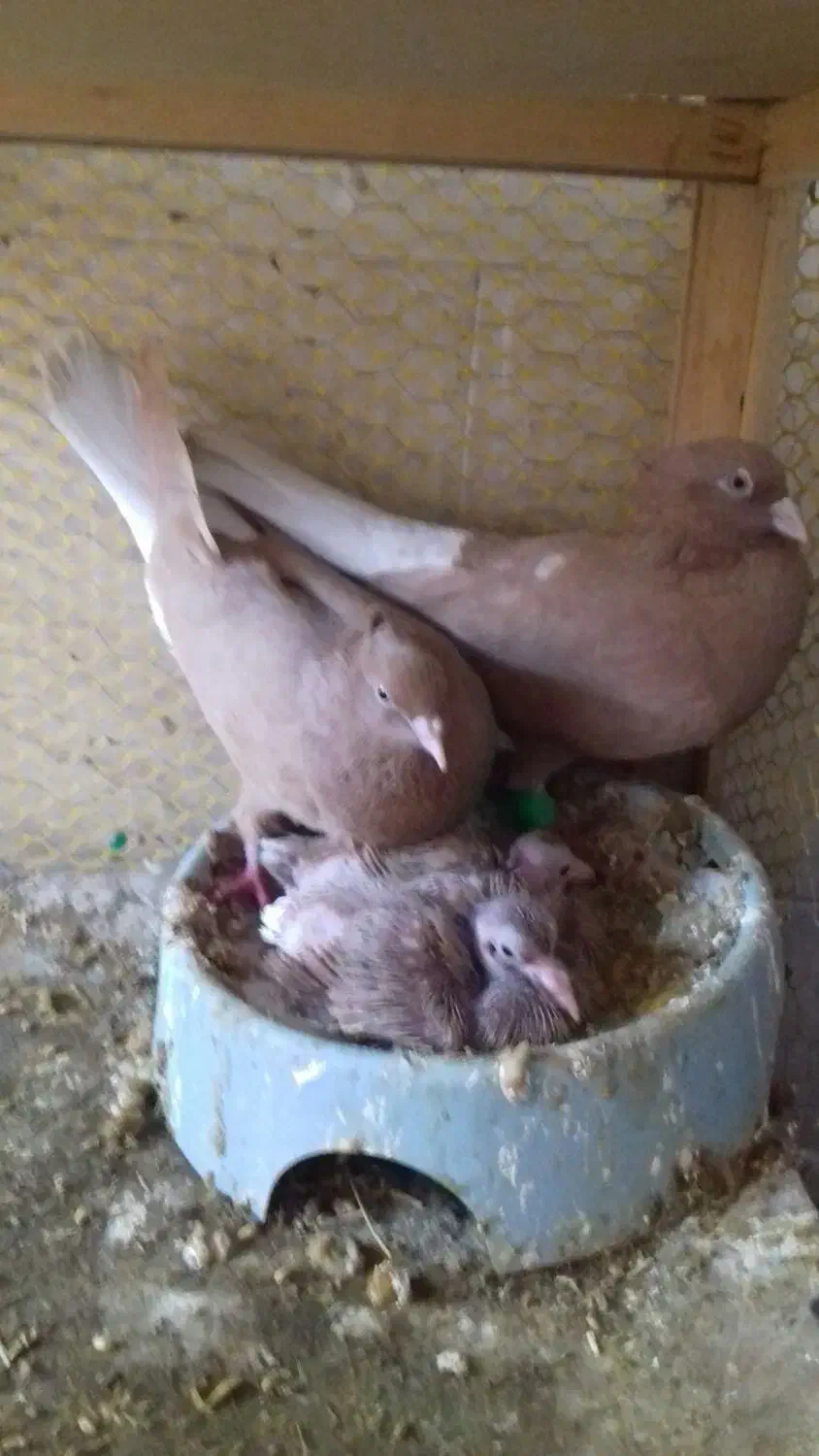 زرد دمسفید|پرنده|رامهرمز, |دیوار