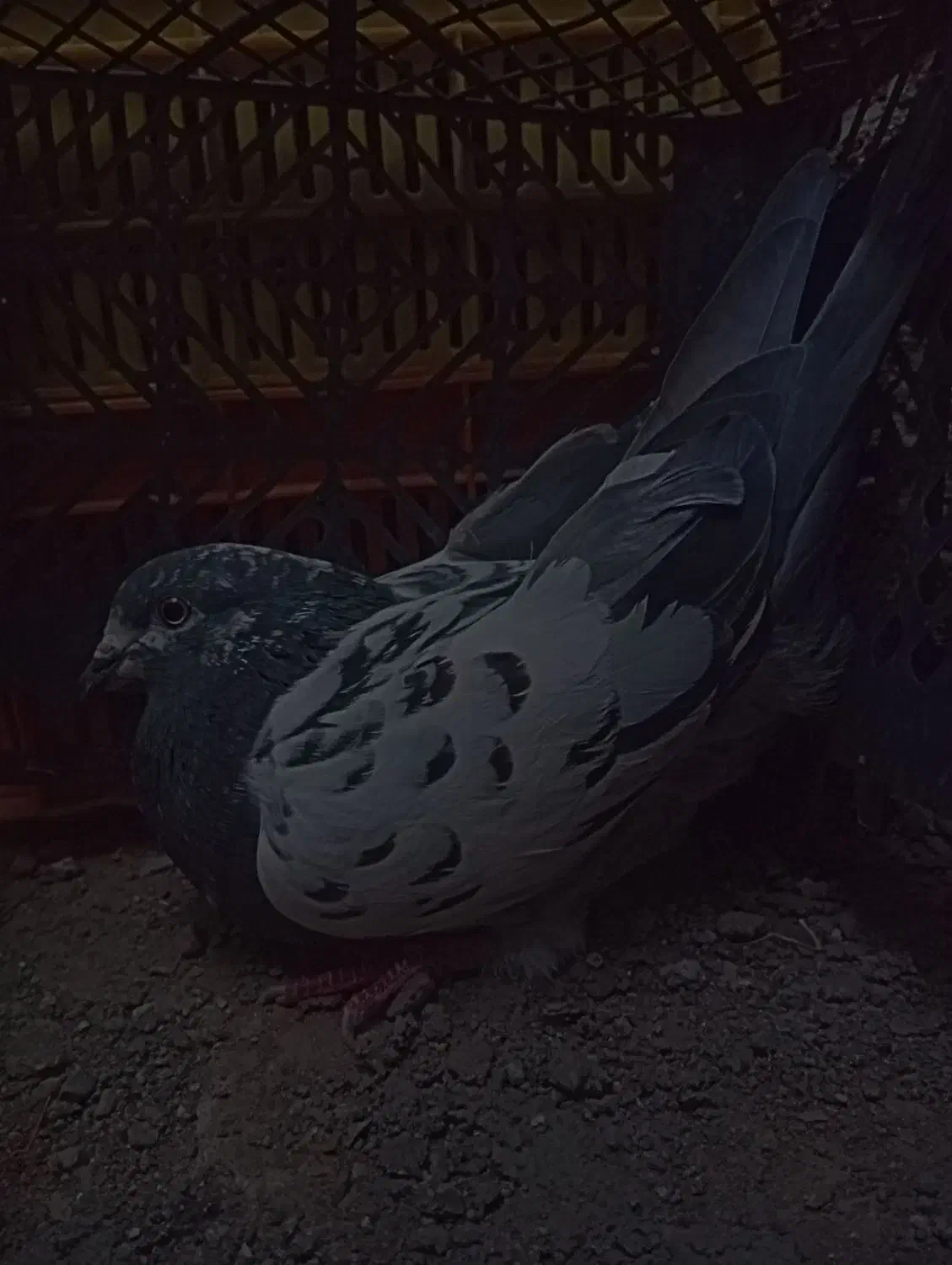 کله ای فروشی 300 عنبر آباد|پرنده|عنبرآباد, |دیوار