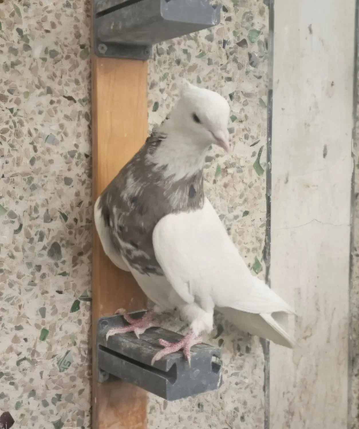 نر زیتونی هفت رنگ نر الماسی قهوه ای|پرنده|کرمانشاه, |دیوار