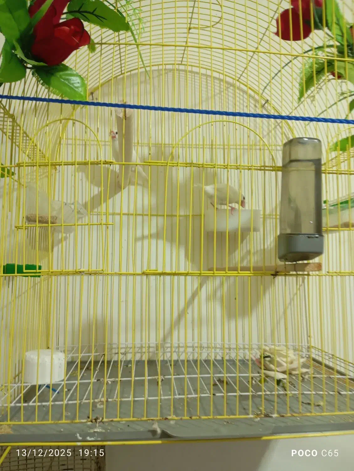 فنج نرگسی سفید|پرنده|رشت, جماران|دیوار