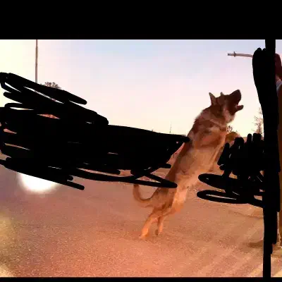 واگذاری سگ ژرمن ورک اصیل نگهبان|سگ|کرمان, |دیوار