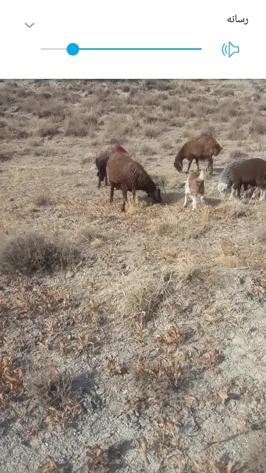 18راس گوسفند|حیوانات مزرعه|قوچان, |دیوار