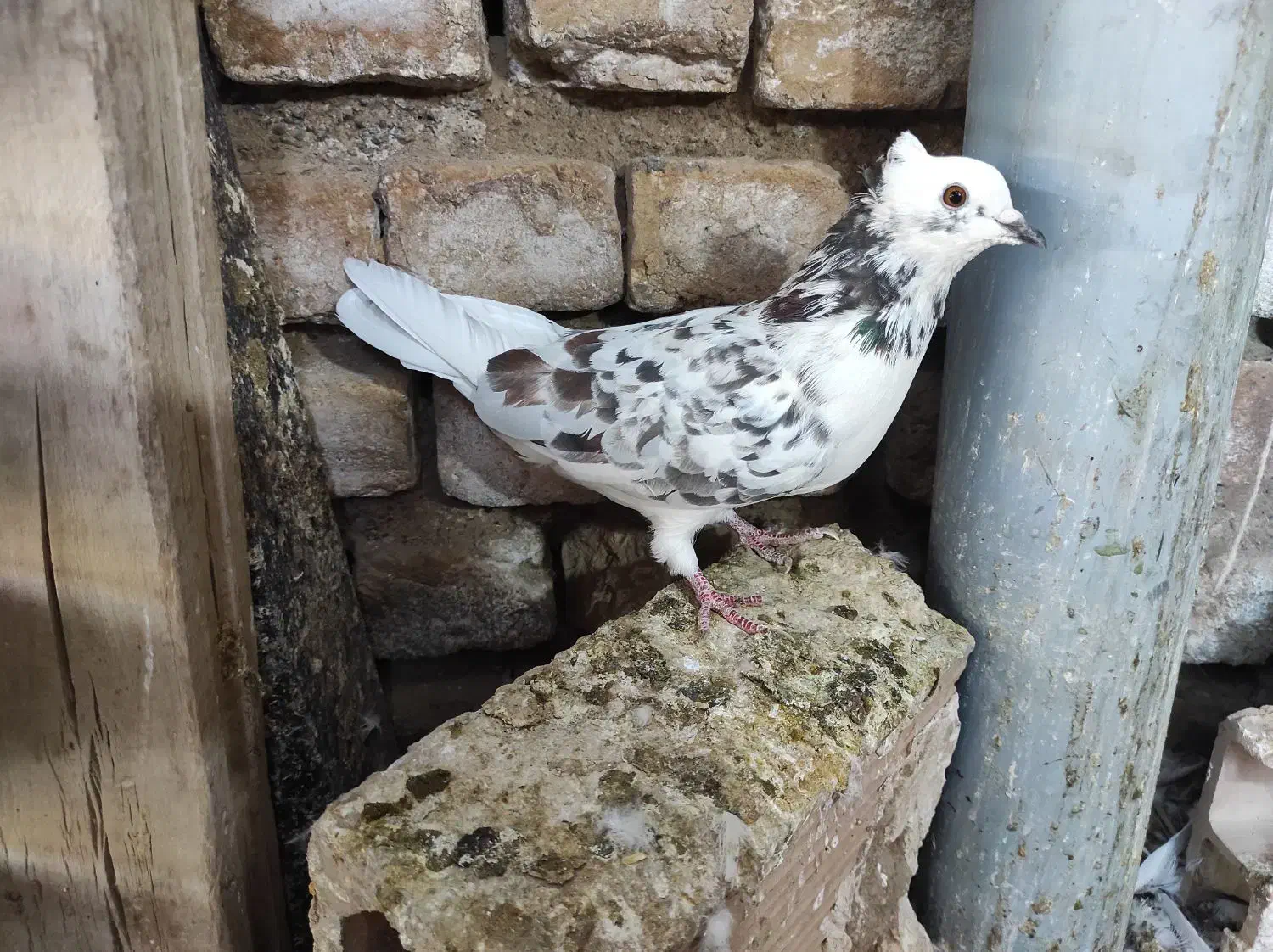 شازده سنگی کاکلی ماده|پرنده|پاکدشت, پاکدشت (مامازند)|دیوار