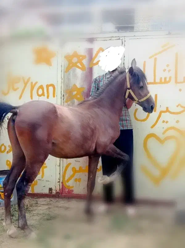 نریان خالص|اسب و تجهیزات اسبسواری|یزد, |دیوار