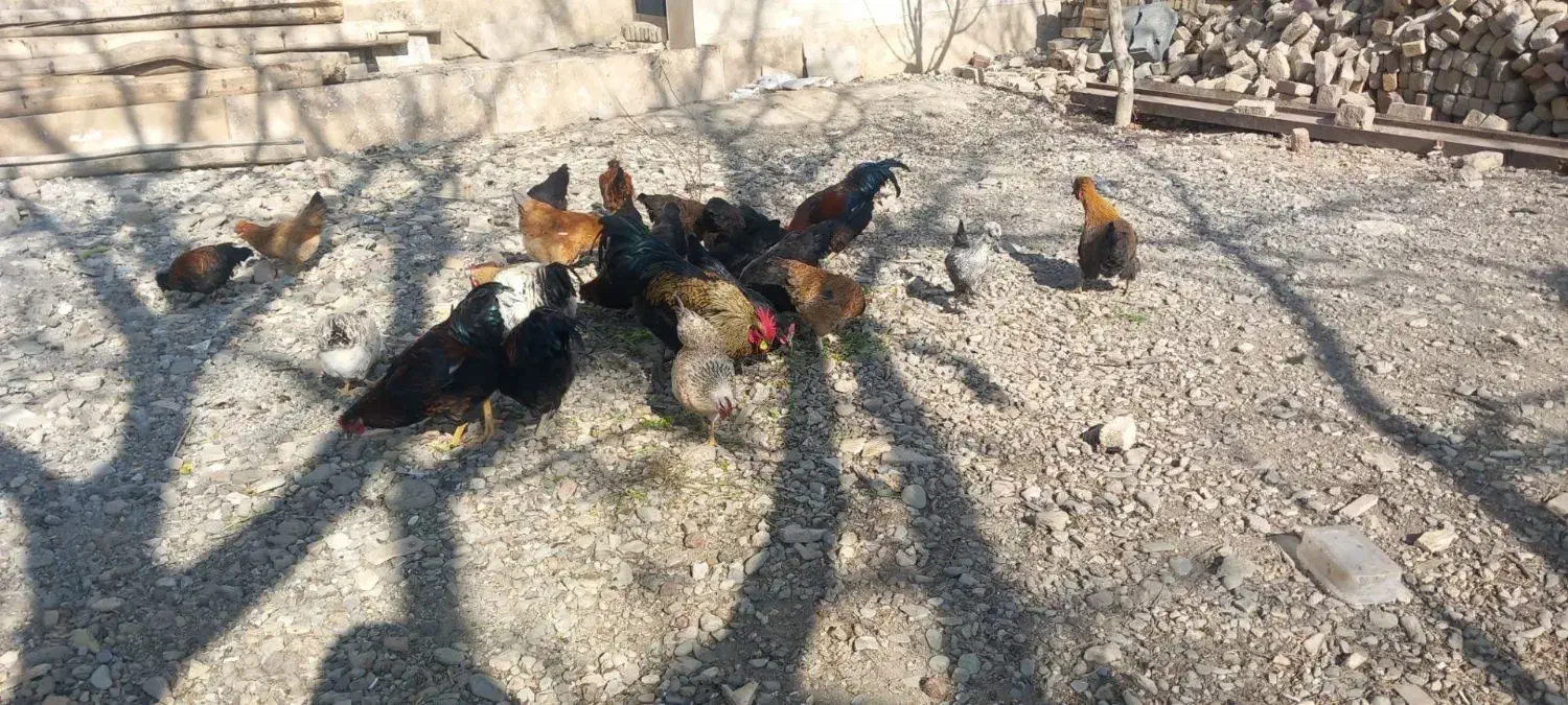 مرغ و خروس|حیوانات مزرعه|ملایر, |دیوار