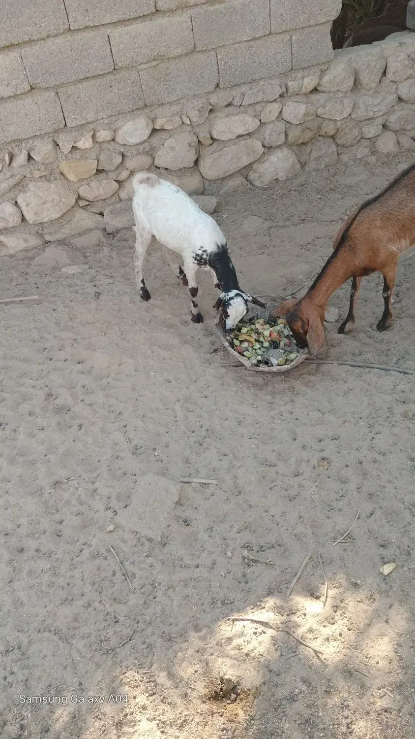 فروش چند عدد کهر نر وچند عددکهر ماده سالم و سرحال|حیوانات مزرعه|بندرعباس, |دیوار