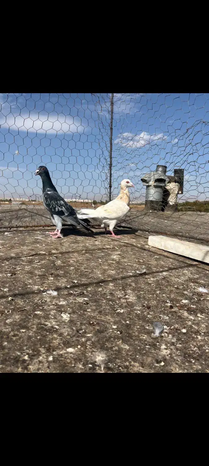 سه جفت هفت رنگ|پرنده|اقبالیه, |دیوار